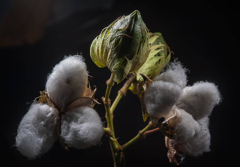 Wild cotton (Gossypium herbaceum) taken Al Istiqlal Street near West Bay. Doha, Qatar, January 5, 2015