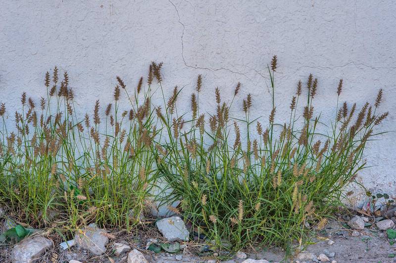 Buffelgrass (African foxtail grass, Cenchrus ciliaris, Pennisetum ciliare) in Al Luqta area. Doha, Qatar, March 13, 2015