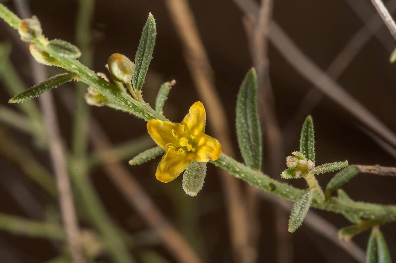 Yellow flower of Dipterygium glaucum (Cleome pallida Kotschy, Dipterygium scabrum) in Maszhabiya (Al Mashabiya) Reserve near Abu Samra. Southern Qatar, March 21, 2015