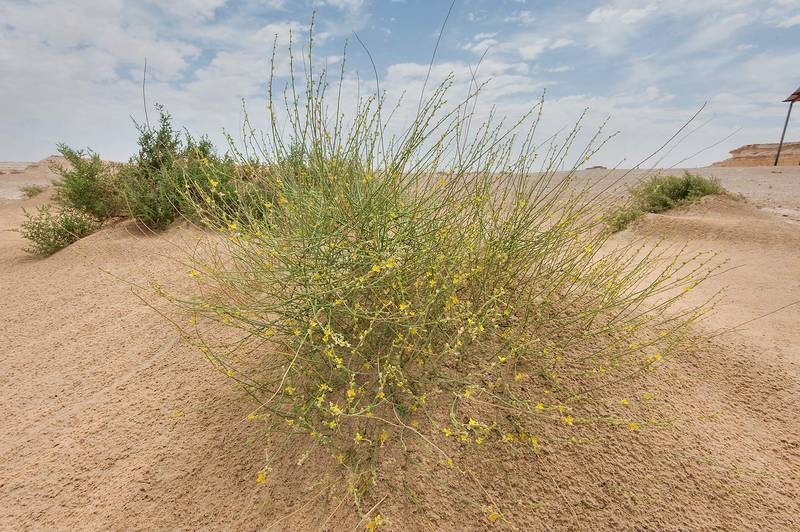Blooming bush of Dipterygium glaucum (Cleome pallida Kotschy, Dipterygium scabrum) in windblown sand on roadside of Salwa Road in area of Rawdat Ekdaim. Southern Qatar, March 21, 2015