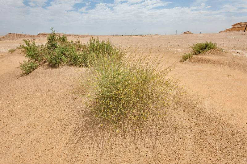 Habitat of Dipterygium glaucum (Cleome pallida Kotschy, Dipterygium scabrum) in windblown sand on roadside of Salwa Road in area of Rawdat Ekdaim. Southern Qatar, March 21, 2015
