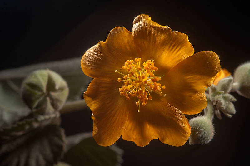 Blooming branch of Abutilon figarianum taken from extension of Al Kharais Street behind gas station on Al Sham Street in West Bay. Doha, Qatar, April 4, 2015