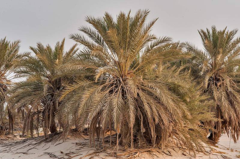Date palms (Phoenix dactylifera) on a beach in the area of Al Hamala (Al Hamlah) Water Well near Umm Bab. South-western Qatar, September 11, 2015