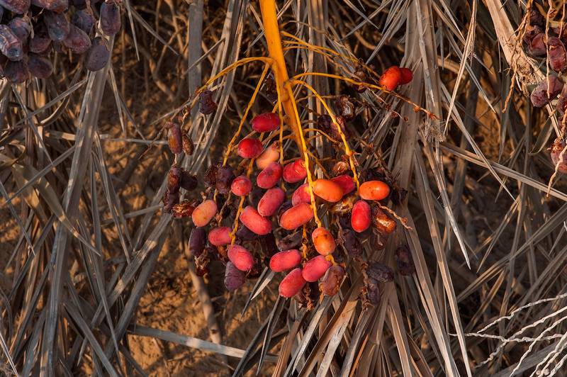 Ripe reddish fruits of date palm (Phoenix dactylifera) in the area of Al Hamala (Al Hamlah) Water Well near Umm Bab. South-western Qatar, September 11, 2015