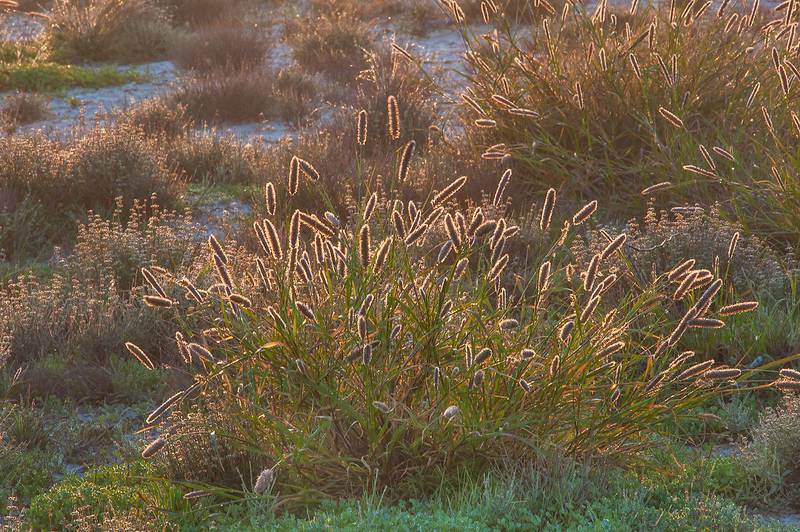 Buffelgrass (African foxtail grass, Cenchrus ciliaris, Pennisetum ciliare) on roadside of Dukhan Highway near Al Shakhaniya. Qatar, January 15, 2016