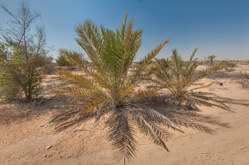 Young date palms (Phoenix dactylifera, local name nakeel) in abandoned gardens in area of Ras Laffan farms. North-eastern Qatar, February 19, 2016