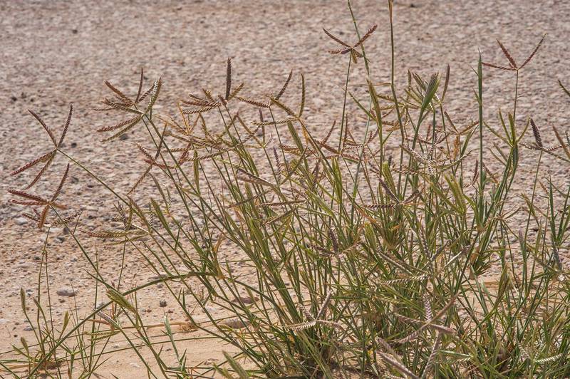 Wire grass Ochthochloa compressa (local name Hamrah) with spikes on roadside of Sawda Natheel Road. Southern Qatar, February 26, 2016