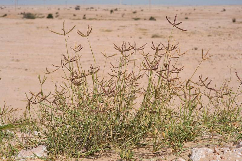Wire grass Ochthochloa compressa (local name Hamrah) in sand on roadside of Sawda Natheel Road. Southern Qatar, February 26, 2016