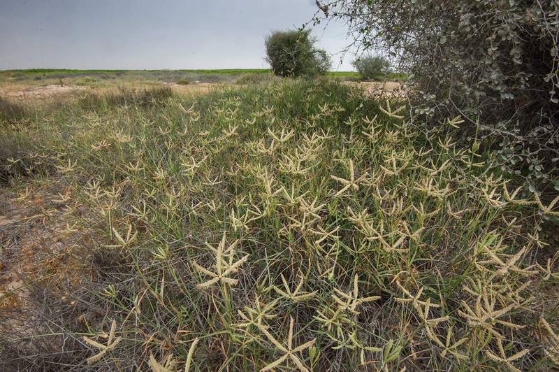 Spikes of wire grass Ochthochloa compressa (local name Hamrah) on periphery of Green Circles (center-pivot irrigation) in Irkhaya (Irkaya) Farms. South-western Qatar, March 5, 2016