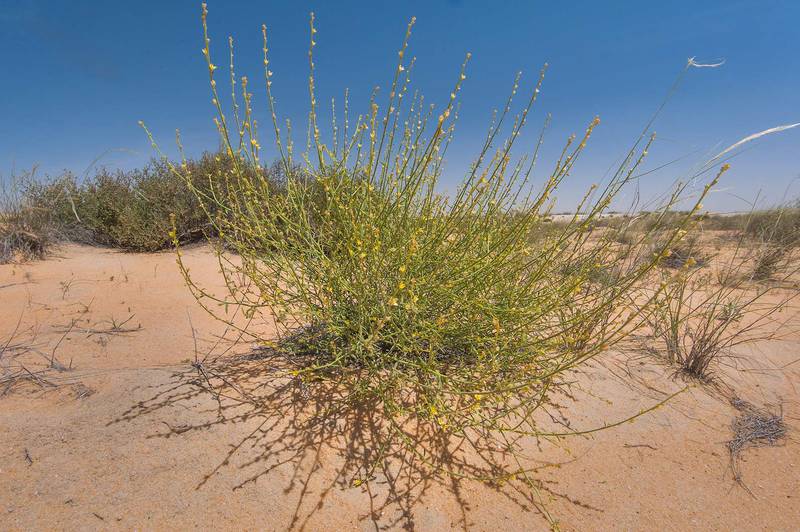 Blooming plant of Dipterygium glaucum (Cleome pallida Kotschy, Dipterygium scabrum) in Maszhabiya (Al Mashabiya) Reserve near Abu Samra. Southern Qatar, March 25, 2016