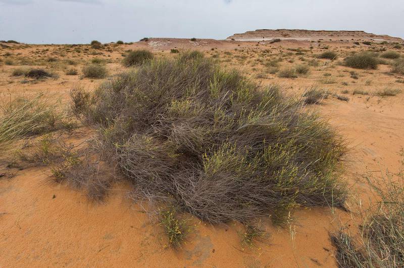 Large half dry bush of Dipterygium glaucum (Cleome pallida Kotschy, Dipterygium scabrum) on sand dunes in Maszhabiya (Al Mashabiya) Reserve near Abu Samra. Southern Qatar, April 1, 2016