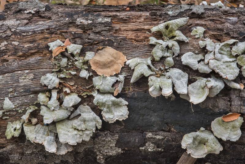 Dry False Turkey Tail mushrooms (Stereum ostrea) on a log on Kiwanis Nature Trail. College Station, Texas, November 12, 2017