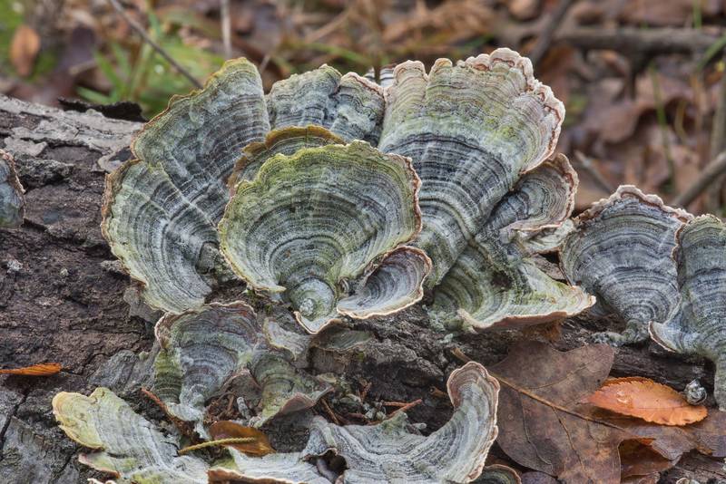False Turkey Tail mushrooms (Stereum ostrea) on Kiwanis Nature Trail. College Station, Texas, November 17, 2017