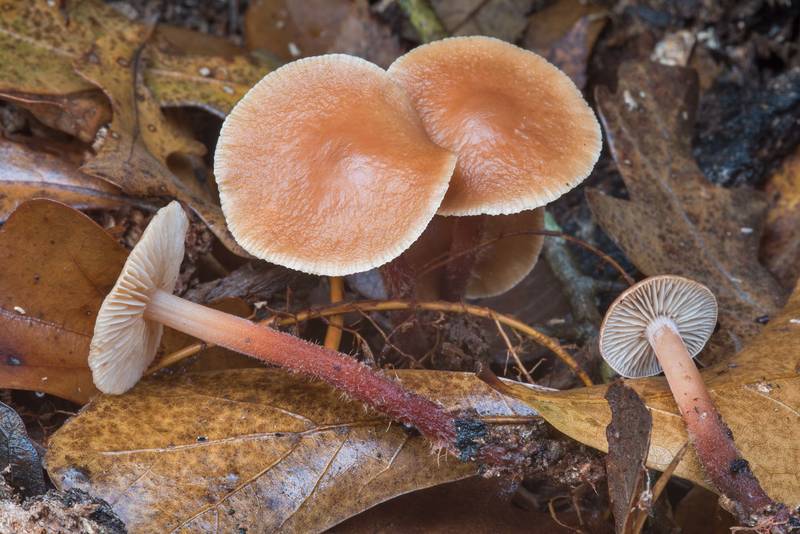 Gymnopus spongiosus mushrooms with oak leaves on Kiwanis Nature Trail. College Station, Texas, December 20, 2017