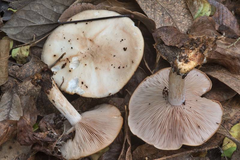 Brownish caps of wood blewit mushrooms (Clitocybe nuda, Lepista nuda) in Bee Creek Park. College Station, Texas, December 30, 2017