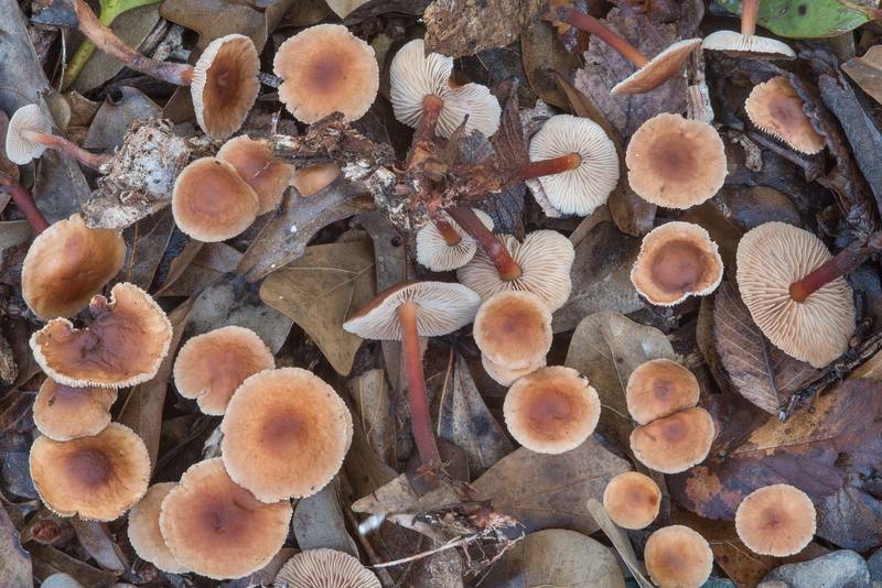 <B>Gymnopus spongiosus</B> mushrooms in Bee Creek Park. College Station, Texas, <A HREF="../date-en/2018-02-15.htm">February 15, 2018</A>