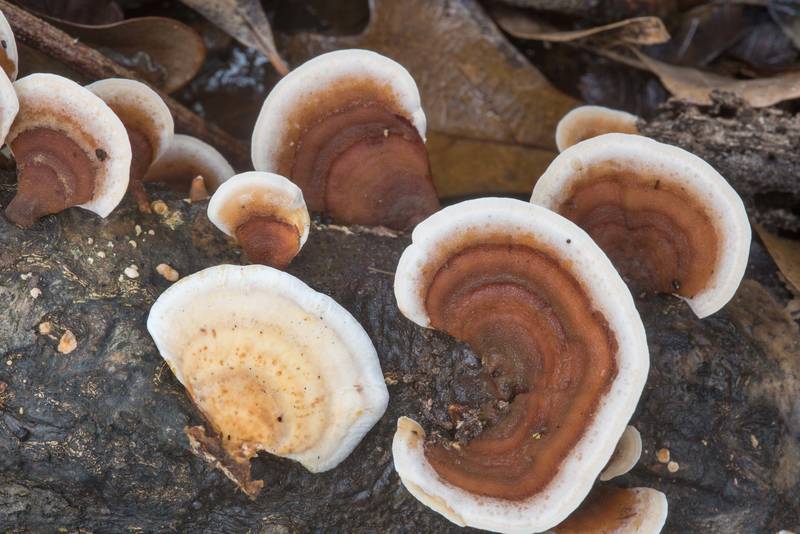 False Turkey Tail mushrooms (<B>Stereum ostrea</B>) on a fallen branch in Bee Creek Park. College Station, Texas, <A HREF="../date-en/2018-02-15.htm">February 15, 2018</A>