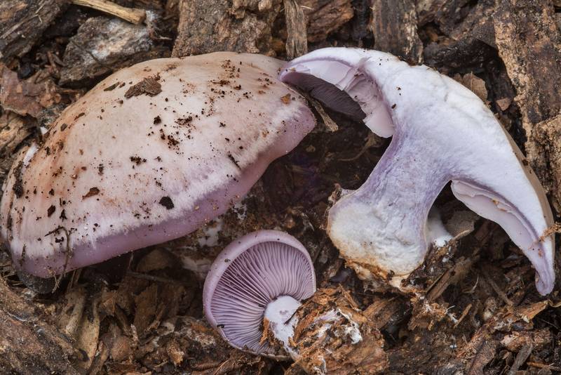Wood blewit mushrooms (Clitocybe nuda, <B>Lepista nuda</B>) on Kiwanis Nature Trail. College Station, Texas, <A HREF="../date-en/2018-02-19.htm">February 19, 2018</A>
