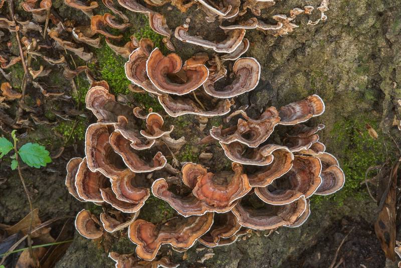 <B>Stereum ostrea</B> mushrooms on a stump in Lick Creek Park. College Station, Texas, <A HREF="../date-en/2018-03-19.htm">March 19, 2018</A>