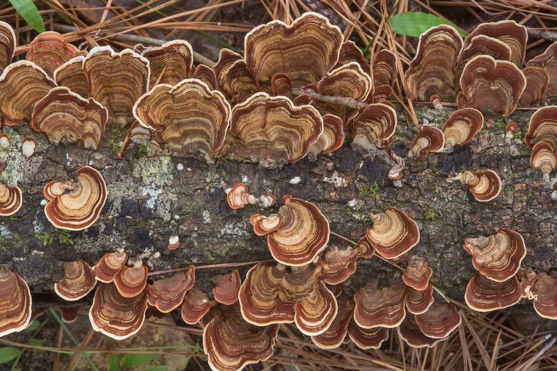 False Turkey Tail mushrooms (Stereum ostrea) on Caney Creek section of Lone Star Hiking Trail in Sam Houston National Forest near Huntsville. Texas, October 21, 2018