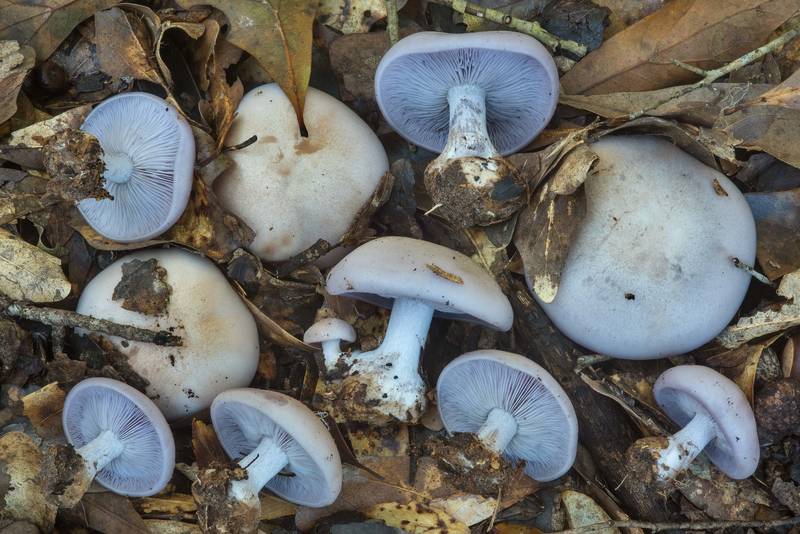 Wood blewit mushrooms (Clitocybe nuda, <B>Lepista nuda</B>) under small oaks in Lick Creek Park. College Station, Texas, <A HREF="../date-en/2018-10-26.htm">October 26, 2018</A>