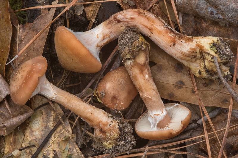 Side view of bulbous honey mushrooms (<B>Armillaria gallica</B>) on Caney Creek section of Lone Star Hiking Trail in Sam Houston National Forest near Huntsville. Texas, <A HREF="../date-en/2018-12-16.htm">December 16, 2018</A>