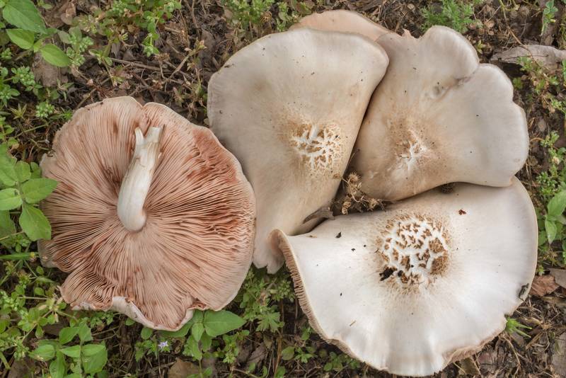 Pluteus petasatus mushrooms on a lawn in Wolf Pen Creek Park. College Station, Texas, April 24, 2019