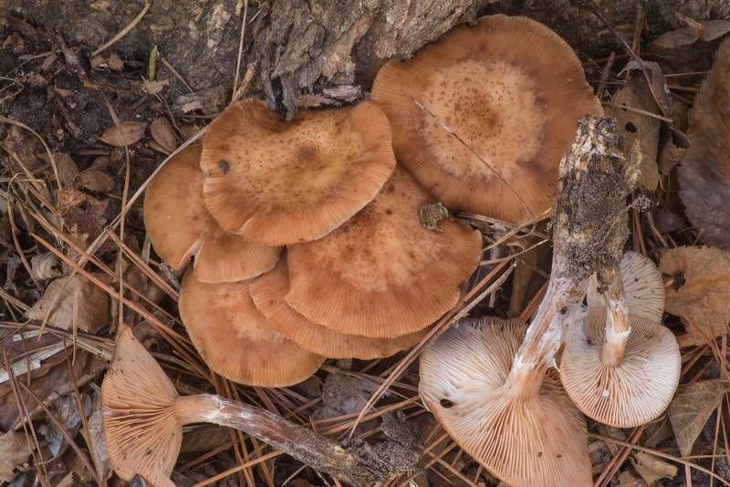 Bulbous honey mushrooms (Armillaria gallica) on Caney Creek Trail (Little Lake Creek Loop Trail) in Sam Houston National Forest north from Montgomery. Texas, December 1, 2019