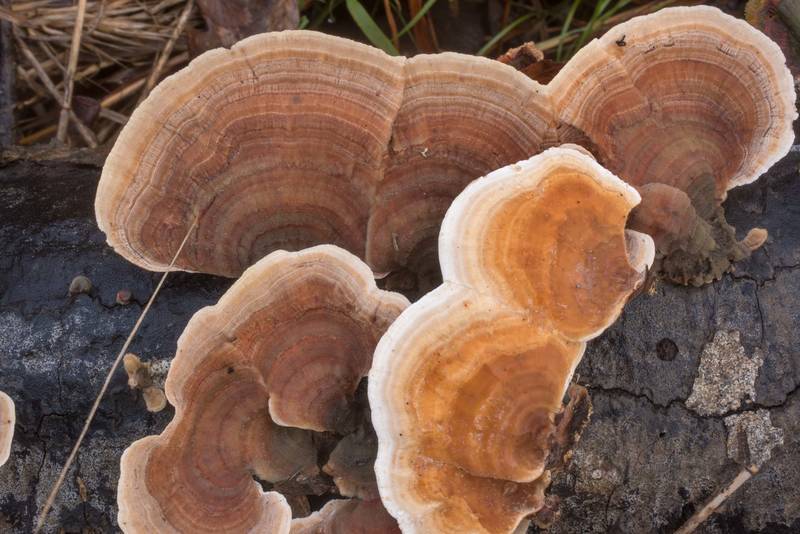 False Turkey Tail mushrooms (Stereum ostrea) in Lick Creek Park. College Station, Texas, January 3, 2020