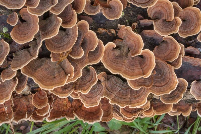 False turkeytail mushrooms (<B>Stereum ostrea</B>) on Chinquapin Trail in Huntsville State Park. Texas, <A HREF="../date-en/2020-09-24.htm">September 24, 2020</A>