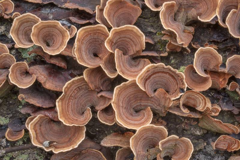 False turkeytail mushrooms (Stereum ostrea) on an oak log on Chinquapin Trail in Huntsville State Park. Texas, September 24, 2020