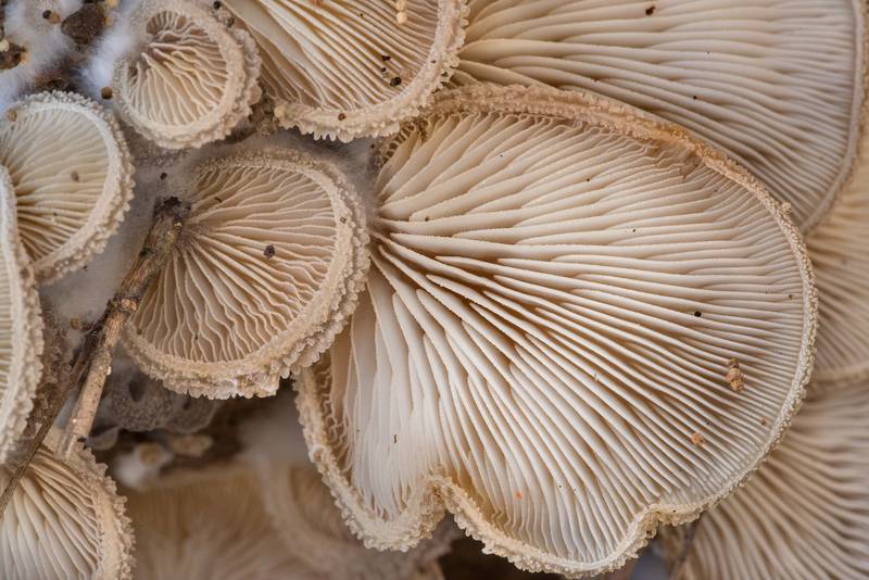 Underside of caps of woolly oyster mushrooms (Hohenbuehelia mastrucata) on a fallen oak on North Wilderness Loop Trail in Sam Houston National Forest near Richards. Texas, December 27, 2020