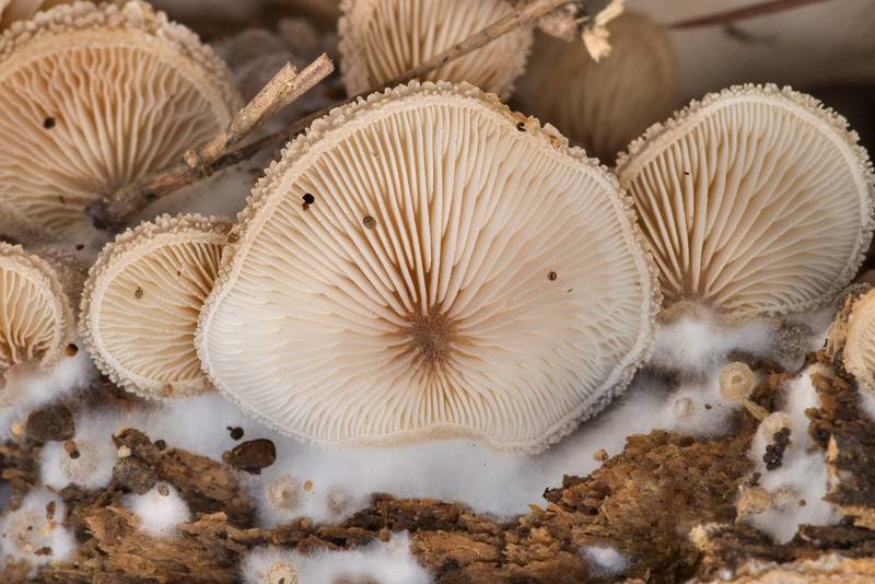 Close-up of caps and mycelium of woolly oyster mushrooms (Hohenbuehelia mastrucata) on a broken end of a fallen oak on North Wilderness Loop Trail in Sam Houston National Forest near Richards. Texas, December 27, 2020