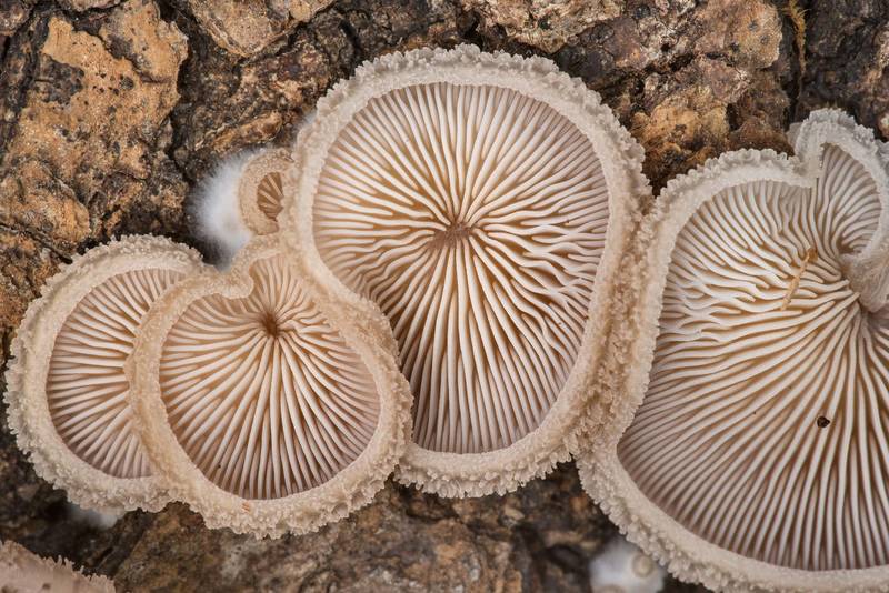 Dense caps of woolly oyster mushrooms (Hohenbuehelia mastrucata) on underside of a fallen oak on North Wilderness Loop Trail in Sam Houston National Forest near Richards. Texas, December 27, 2020