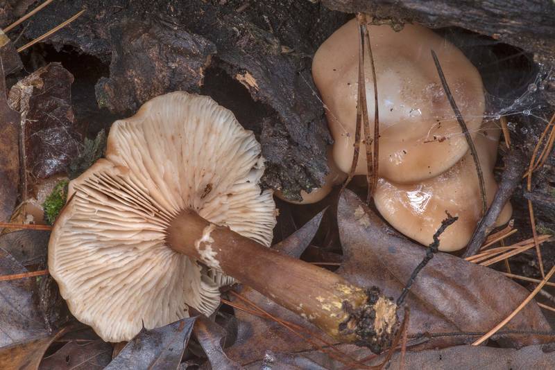 Bulbous honey mushrooms (Armillaria gallica) on Sand Branch Loop Trail in Sam Houston National Forest near Montgomery. Texas, January 1, 2021
