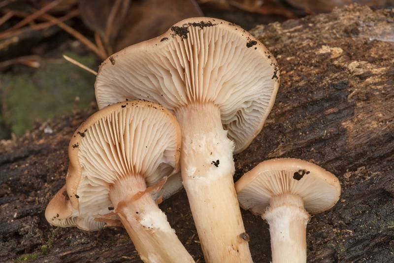 Underside of bulbous honey mushrooms (<B>Armillaria gallica</B>) on Sand Branch Loop Trail in Sam Houston National Forest near Montgomery. Texas, <A HREF="../date-en/2021-01-01.htm">January 1, 2021</A>