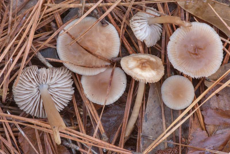 Lilac bonnet mushrooms (Mycena pura) under pines near Pole Creek on North Wilderness Trail of Little Lake Creek Wilderness in Sam Houston National Forest north from Montgomery. Texas, January 13, 2021