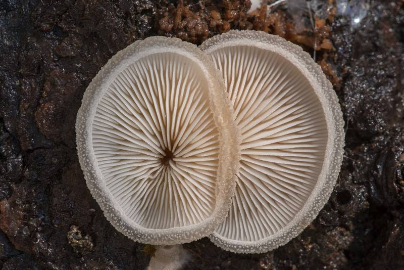 Gills of woolly oyster mushrooms (<B>Hohenbuehelia mastrucata</B>) on underside of a fallen oak on North Wilderness Trail of Little Lake Creek Wilderness in Sam Houston National Forest north from Montgomery. Texas, <A HREF="../date-en/2021-01-13.htm">January 13, 2021</A>