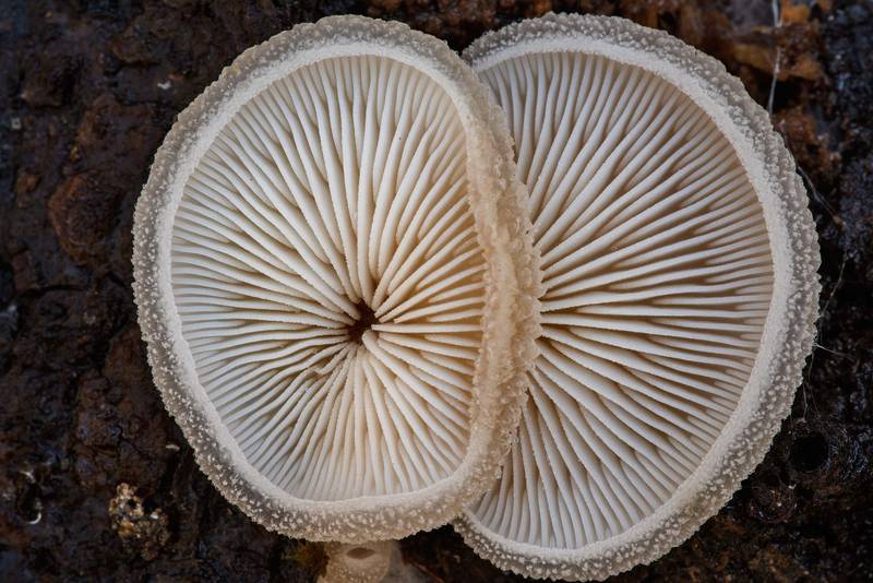 Gill pattern of woolly oyster mushrooms (<B>Hohenbuehelia mastrucata</B>) on underside of a fallen oak on North Wilderness Trail of Little Lake Creek Wilderness in Sam Houston National Forest north from Montgomery. Texas, <A HREF="../date-en/2021-01-13.htm">January 13, 2021</A>