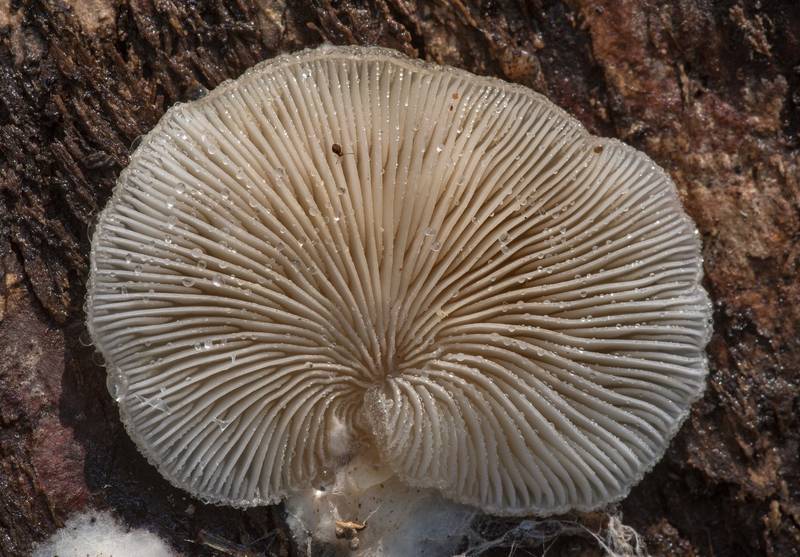 Gills of woolly oyster mushrooms (Hohenbuehelia mastrucata) with water droplets on underside of a fallen oak on North Wilderness Trail of Little Lake Creek Wilderness in Sam Houston National Forest north from Montgomery. Texas, January 13, 2021