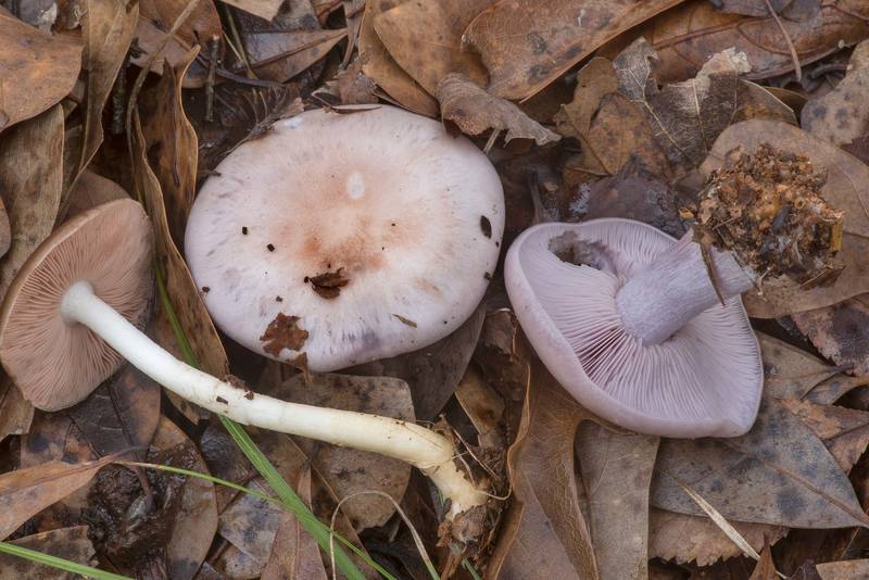 Wood blewit mushrooms (<B>Lepista nuda</B>) together with Pluteus grown near a sandy path in Lick Creek Park. College Station, Texas, <A HREF="../date-en/2021-01-25.htm">January 25, 2021</A>