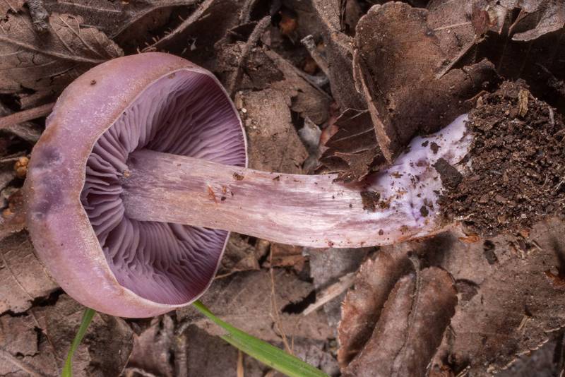 Wood blewit mushroom (Lepista nuda) at Lake Somerville Trailway near Birch Creek Unit of Somerville Lake State Park. Texas, March 18, 2021