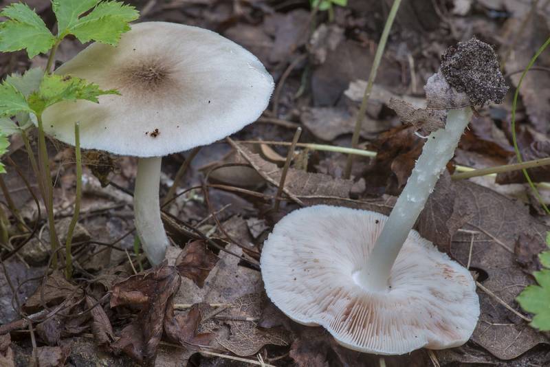 Scaly shield mushrooms (<B>Pluteus petasatus</B>) on Yaupon Loop Trail in Lick Creek Park. College Station, Texas, <A HREF="../date-en/2021-07-03.htm">July 3, 2021</A>