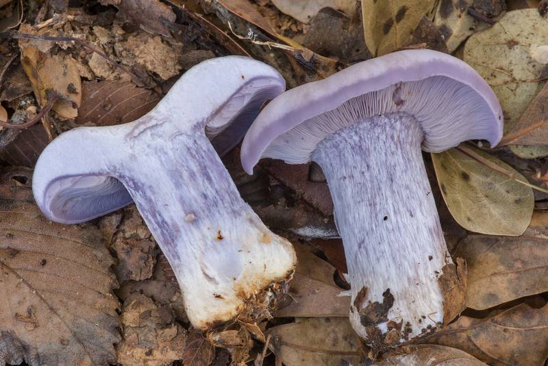 Cross section of wood blewit mushrooms (Lepista nuda) on a sandy path in Lick Creek Park. College Station, Texas, November 15, 2021