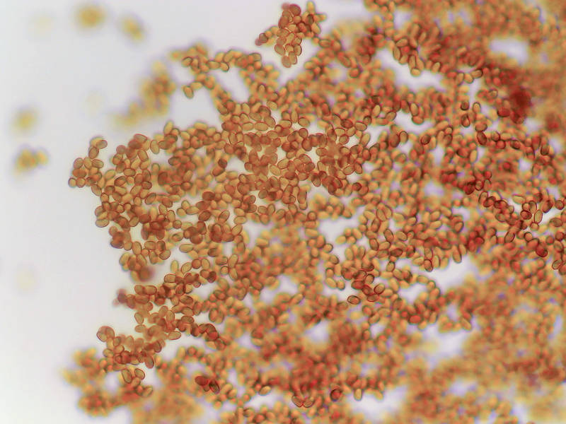Spores of mushroom <B>Lepista nuda</B> at low magnification, collected in Lemontree Park 2/12/2022. College Station, Texas, February 12, 2022
