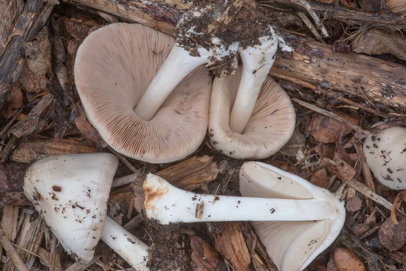 Underside of mushrooms <B>Pluteus petasatus</B> on mulch in Washington-on-the-Brazos State Historic Site. Washington, Texas, <A HREF="../date-en/2023-01-28.htm">January 28, 2023</A>