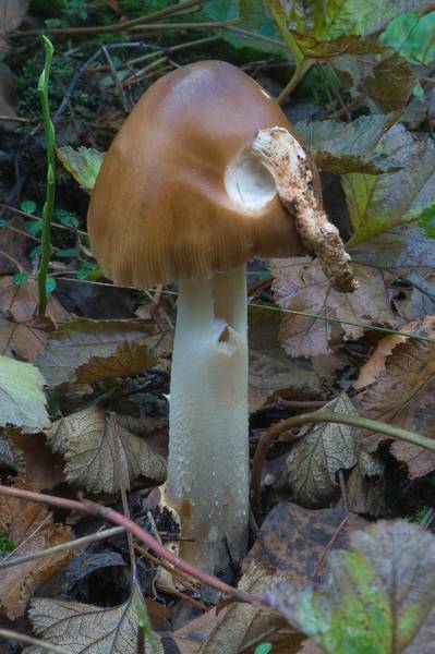 Tawny grisette mushroom (<B>Amanita fulva</B>) in northern part of Sosnovka Park. Saint Petersburg. Russia, <A HREF="../date-ru/2007-09-09.htm">September 9, 2007</A>