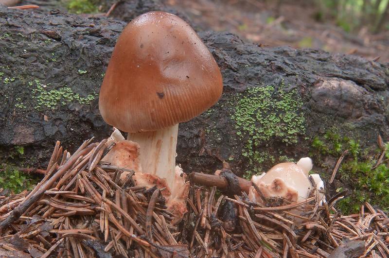Tawny grisette mushroom (Amanita fulva, Russian name Poplavok) west from Kannelyarvi, 40 miles north from Saint Petersburg. Russia, August 7, 2012