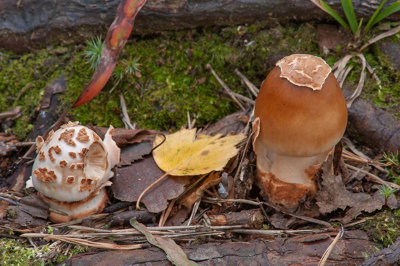 Tawny grisette mushroom (<B>Amanita fulva</B>) in Sosnovka Park. Saint Petersburg, Russia, <A HREF="../date-en/2013-08-19.htm">August 19, 2013</A>