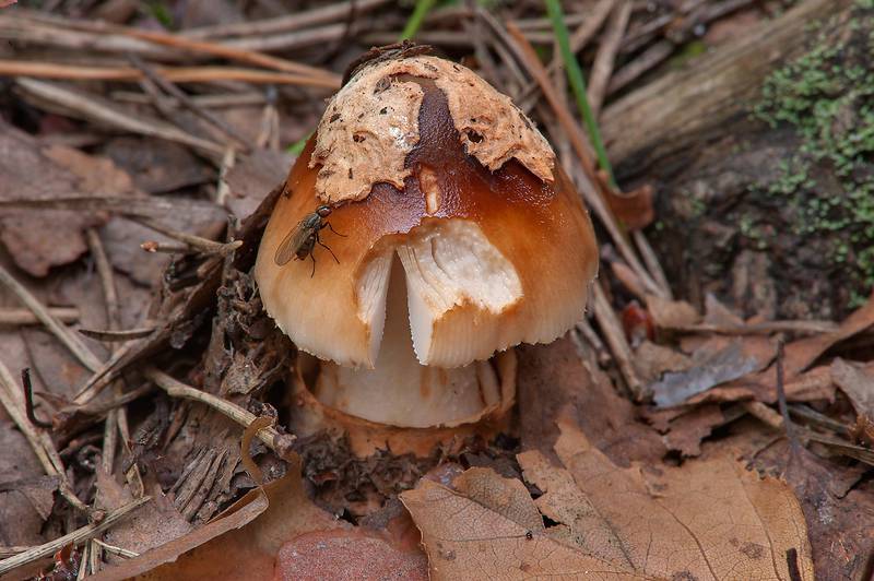 Nibbled Tawny grisette mushroom (Amanita fulva) in Sosnovka Park. Saint Petersburg, Russia, August 19, 2013